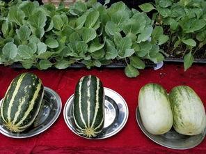 娱乐吃瓜壁纸图片高清